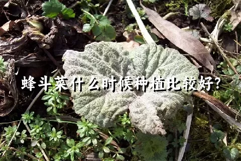 蜂斗菜什么时候种植比较好？