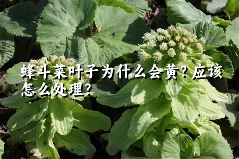 蜂斗菜叶子为什么会黄？应该怎么处理？