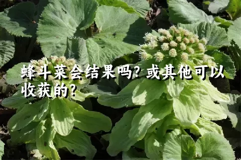 蜂斗菜会结果吗？或其他可以收获的？