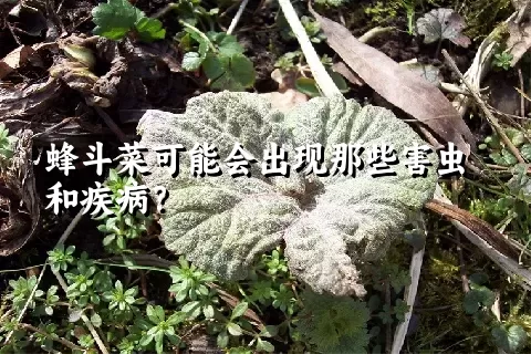 蜂斗菜可能会出现那些害虫和疾病？