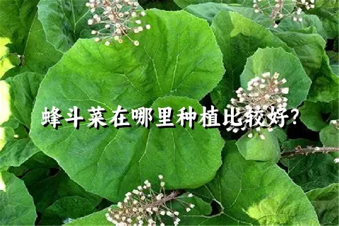 蜂斗菜在哪里种植比较好？