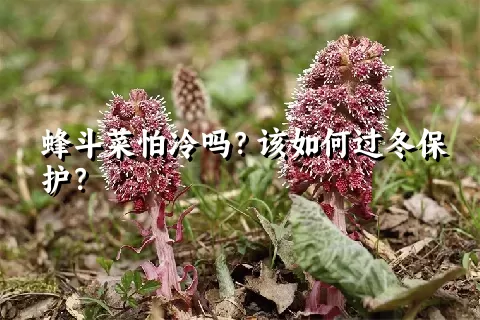 蜂斗菜怕冷吗？该如何过冬保护？