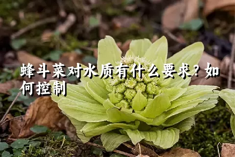 蜂斗菜对水质有什么要求？如何控制