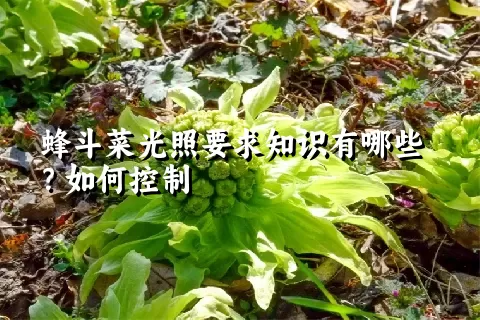 蜂斗菜光照要求知识有哪些？如何控制