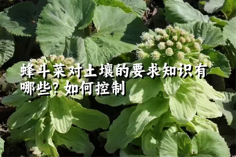 蜂斗菜对土壤的要求知识有哪些？如何控制