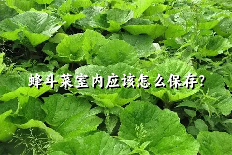 蜂斗菜室内应该怎么保存？