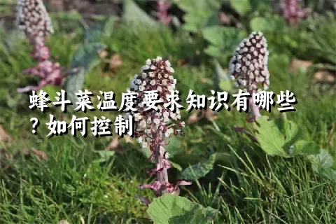 蜂斗菜温度要求知识有哪些？如何控制