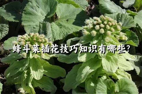 蜂斗菜插花技巧知识有哪些？