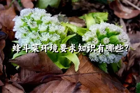 蜂斗菜环境要求知识有哪些？