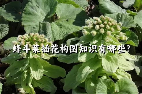 蜂斗菜插花构图知识有哪些？