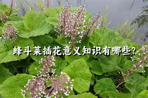 蜂斗菜插花意义知识有哪些？