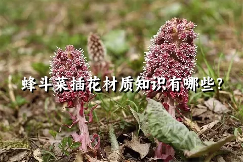 蜂斗菜插花材质知识有哪些？