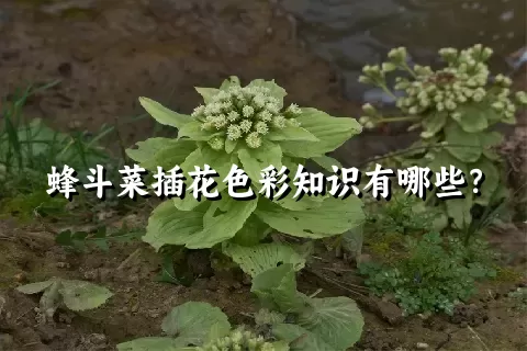 蜂斗菜插花色彩知识有哪些？