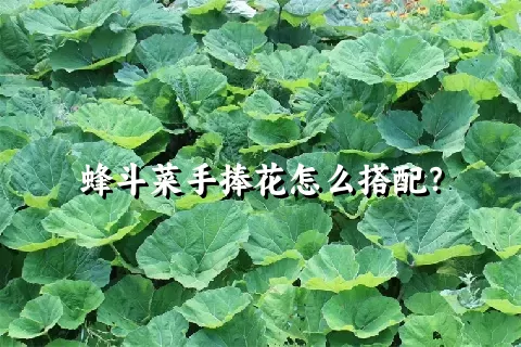 蜂斗菜手捧花怎么搭配？