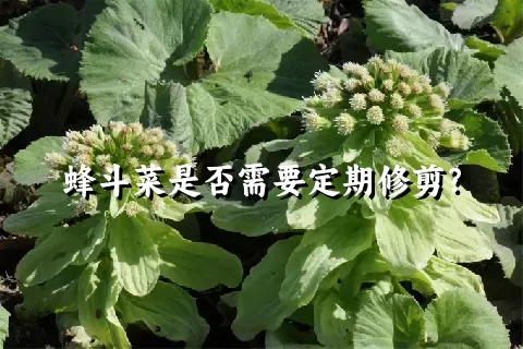 蜂斗菜是否需要定期修剪？