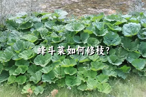 蜂斗菜如何修枝？