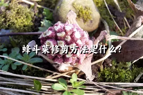 蜂斗菜修剪方法是什么？