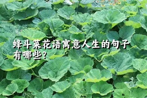 蜂斗菜花语寓意人生的句子有哪些？