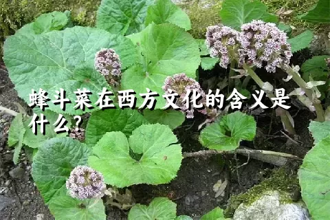 蜂斗菜在西方文化的含义是什么？