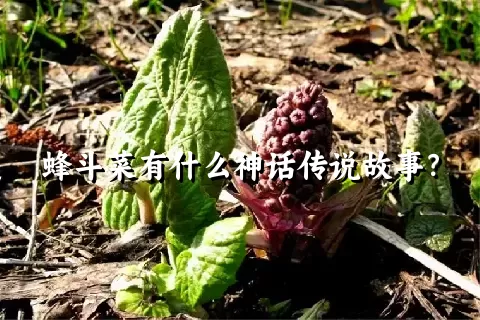 蜂斗菜有什么神话传说故事？