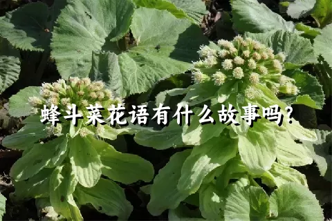 蜂斗菜花语有什么故事吗？