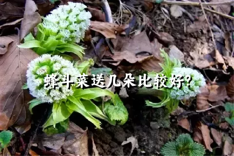 蜂斗菜送几朵比较好？