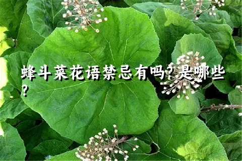 蜂斗菜花语禁忌有吗？是哪些？