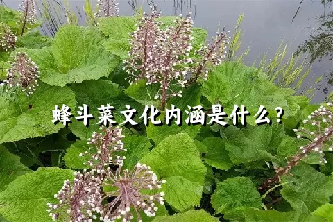 蜂斗菜文化内涵是什么？