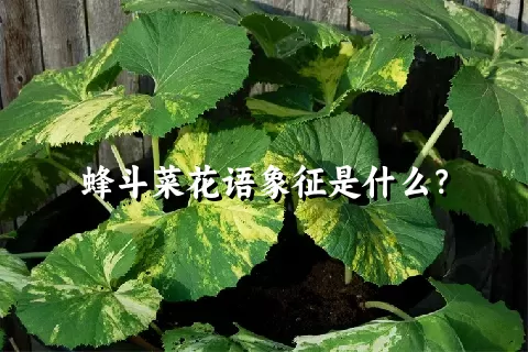 蜂斗菜花语象征是什么？