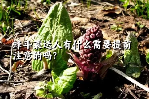 蜂斗菜送人有什么需要提前注意的吗？