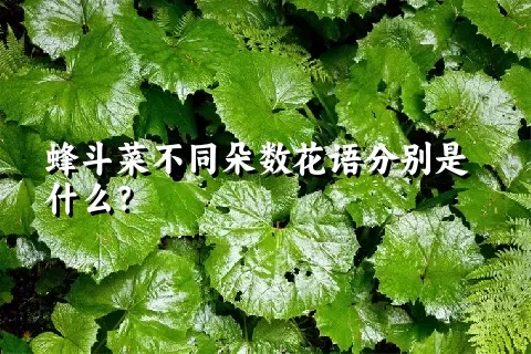 蜂斗菜不同朵数花语分别是什么？