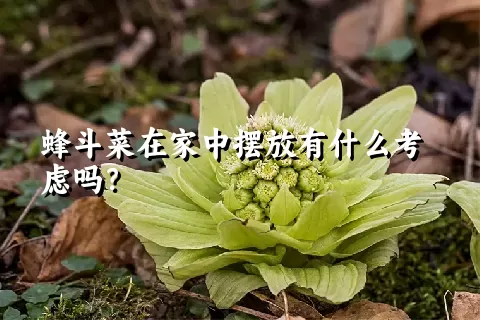 蜂斗菜在家中摆放有什么考虑吗？