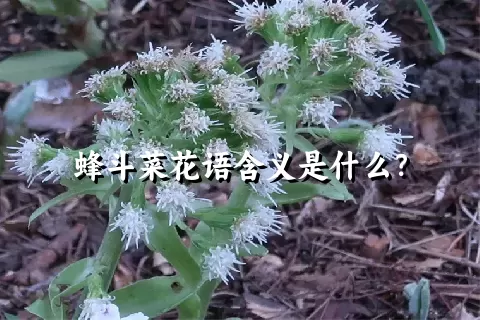 蜂斗菜花语含义是什么？