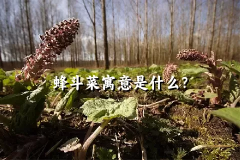 蜂斗菜寓意是什么？