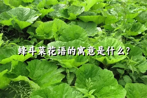 蜂斗菜花语的寓意是什么？