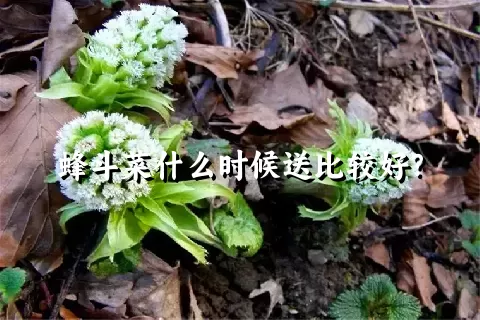 蜂斗菜什么时候送比较好？