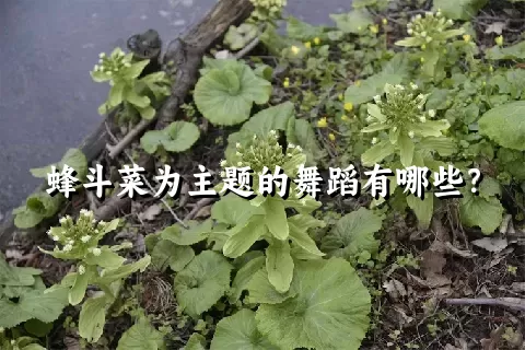 蜂斗菜为主题的舞蹈有哪些？