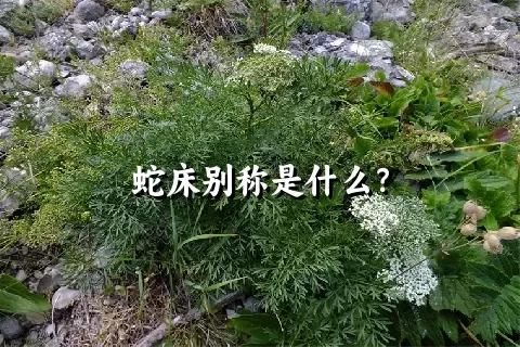 蛇床别称是什么？