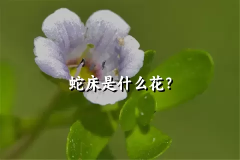 蛇床是什么花？