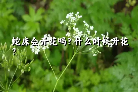 蛇床会开花吗？什么时候开花？