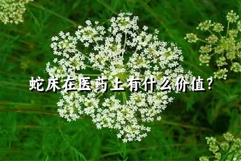 蛇床在医药上有什么价值？