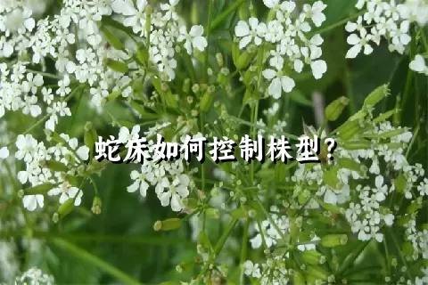 蛇床如何控制株型？