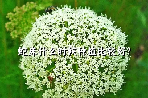 蛇床什么时候种植比较好？