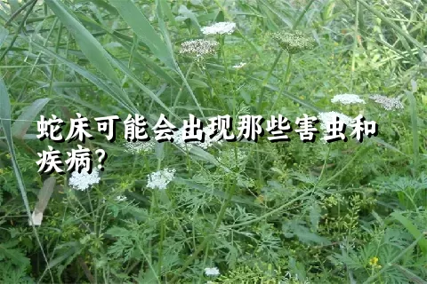 蛇床可能会出现那些害虫和疾病？