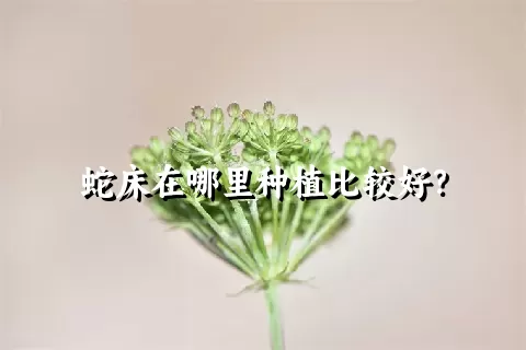 蛇床在哪里种植比较好？