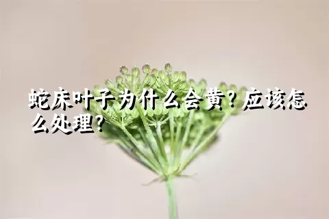 蛇床叶子为什么会黄？应该怎么处理？