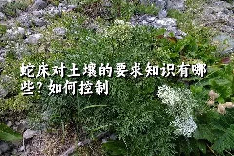 蛇床对土壤的要求知识有哪些？如何控制