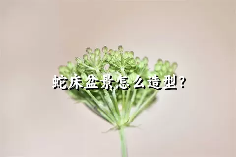 蛇床盆景怎么造型？