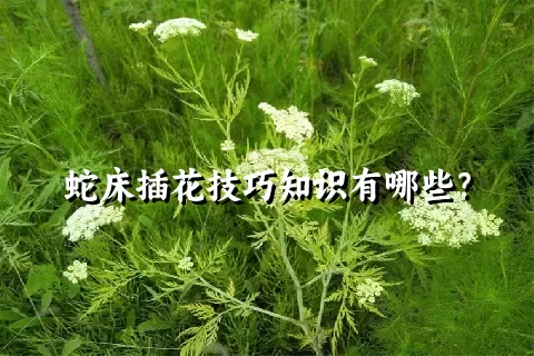 蛇床插花技巧知识有哪些？