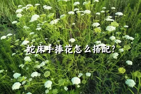 蛇床手捧花怎么搭配？